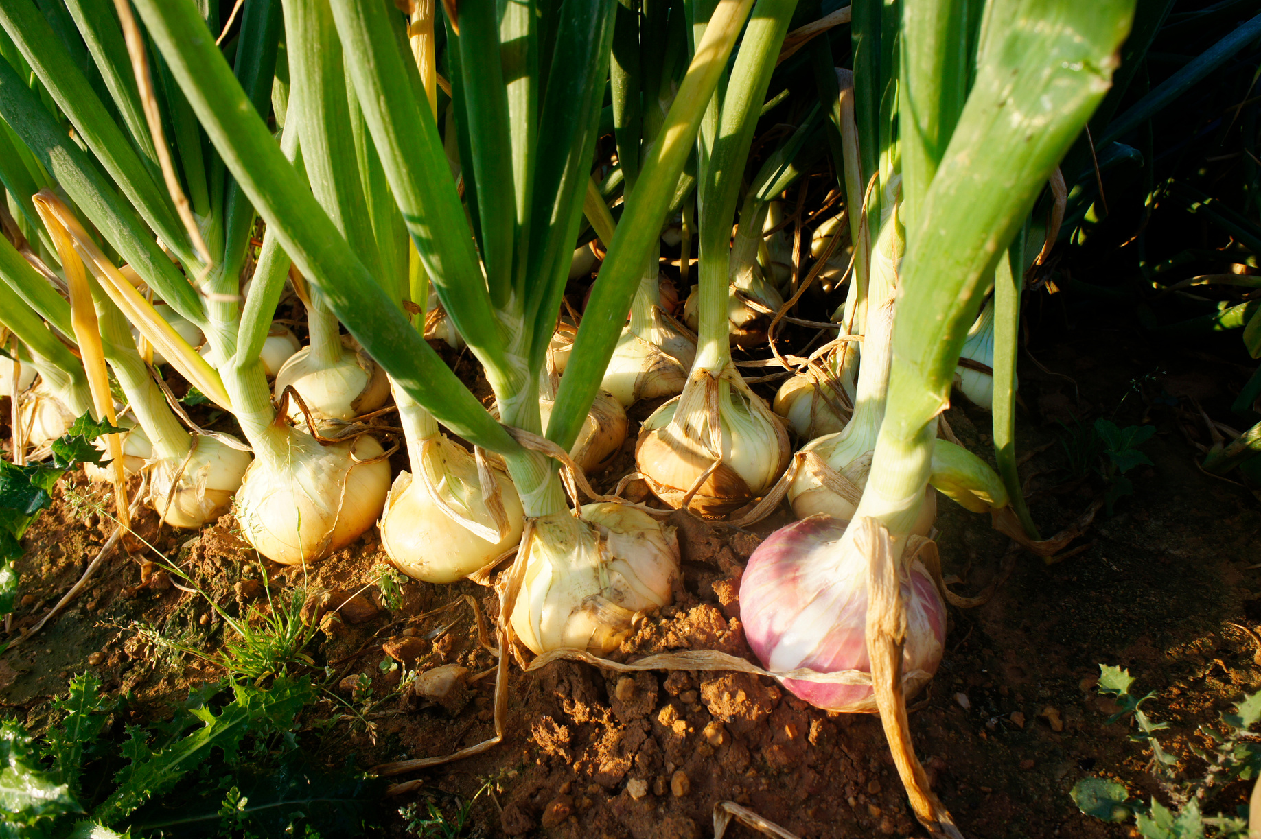 onion farm
